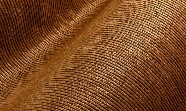 Corduroy by Arte