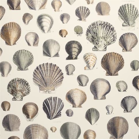 Captain Thomas Browns Shells Oyster Wallcovering by Designers Guild