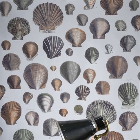 Captain Thomas Browns Shells Oyster Wallcovering by Designers Guild