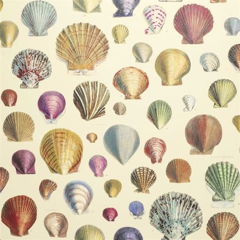 Captain Thomas Browns Shells Sepia Wallcovering by Designers Guild 