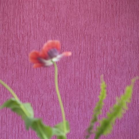Sashiko Fuchsia Wallcovering by Designers Guild 