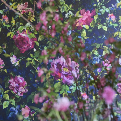 Gertrude Rose Fuchsia Wallcovering by Designers Guild 