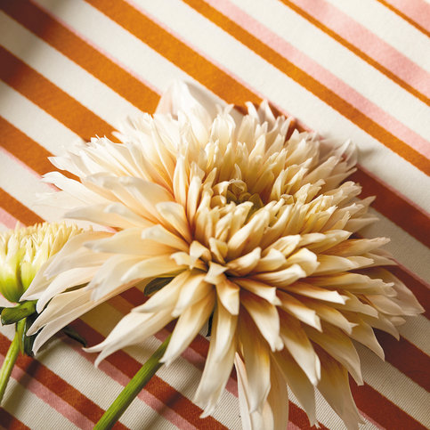 Calla Clemetine/Peony Fabric by Harlequin