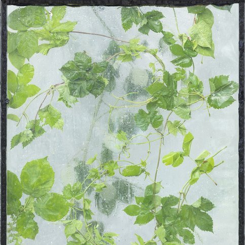 Greenhouse Wallcovering by NLXL 