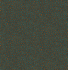 Senzo Spot Teal Wallcovering by Cole & Son 
