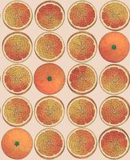 Arance Wallcovering by Cole & Son 