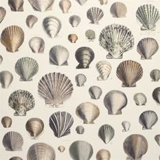 Captain Thomas Browns Shells Oyster Wallcovering by Designers Guild