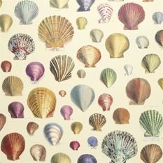 Captain Thomas Browns Shells Sepia Wallcovering by Designers Guild 