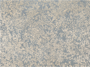 Nyiri Andesite Wallcovering by Romo