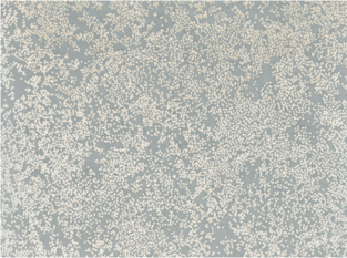 Nyiri Cirrus Wallcovering by Romo