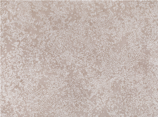 Nyiri Wild Rose Wallcovering by Romo